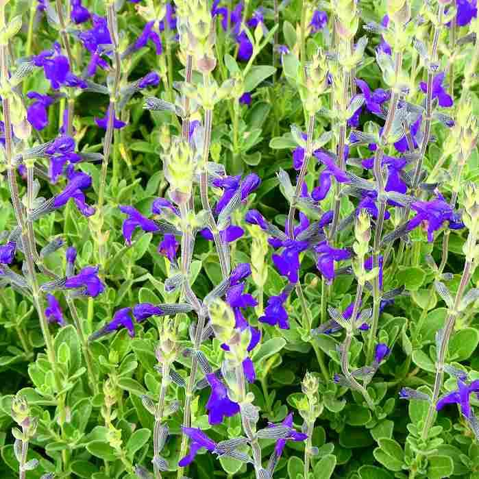 Amazon.co.jp: セージ 苗 グレッキーブルー 3.5号ポット サルビア